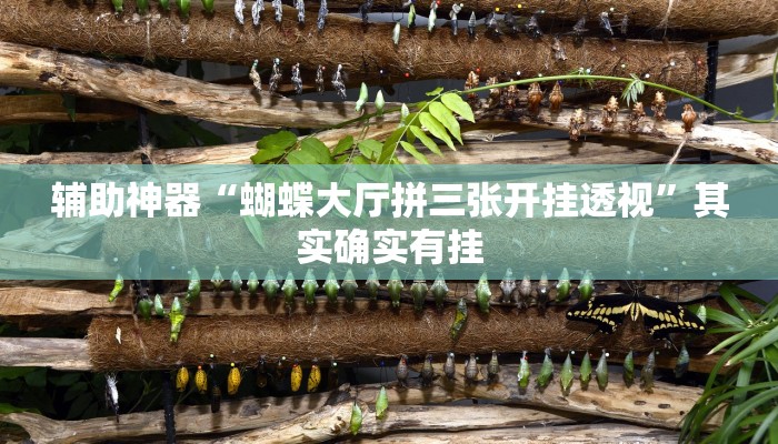 辅助神器“蝴蝶大厅拼三张开挂透视”其实确实有挂