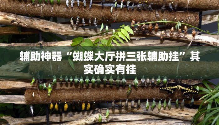 辅助神器“蝴蝶大厅拼三张辅助挂”其实确实有挂